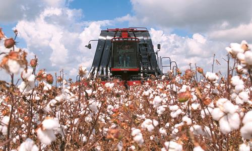 Cotton-Pickers-features-04.jpg